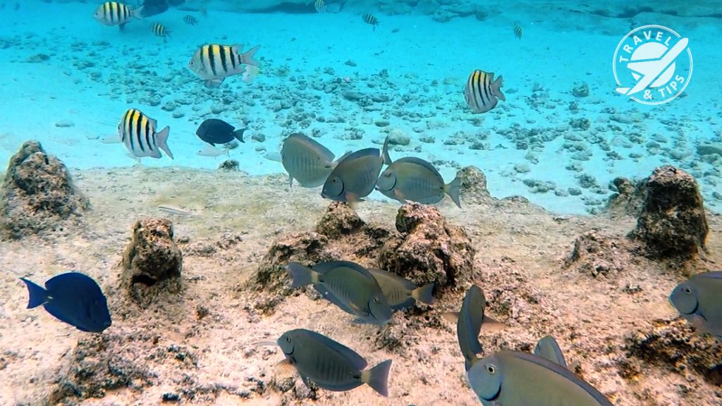 Diversidad de peces en el acuario