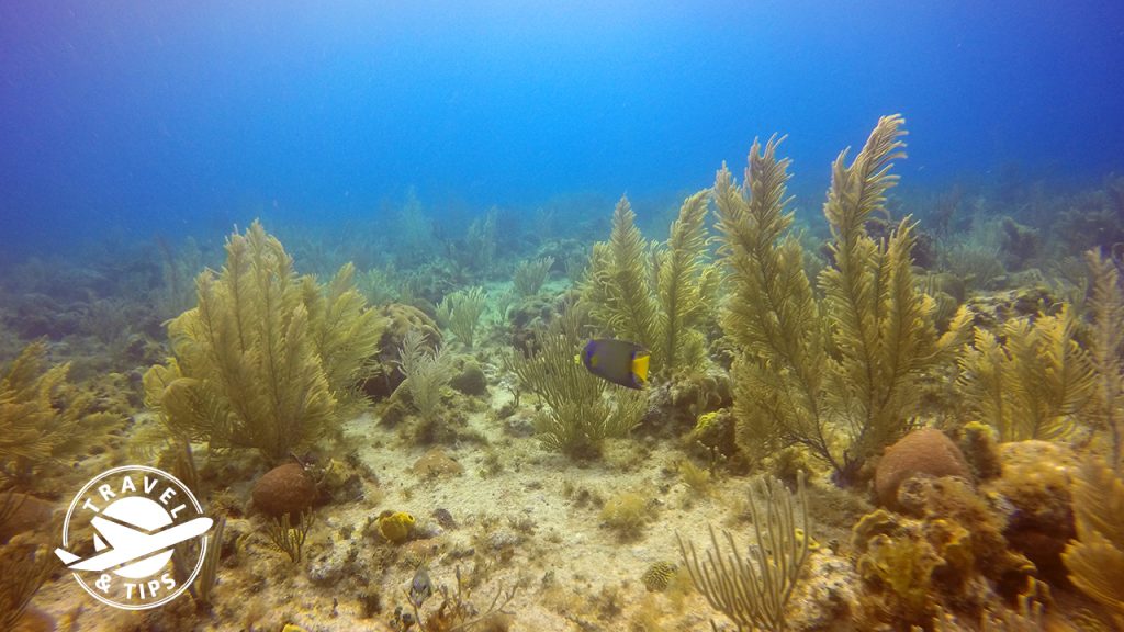 Lecho marino, San Andres