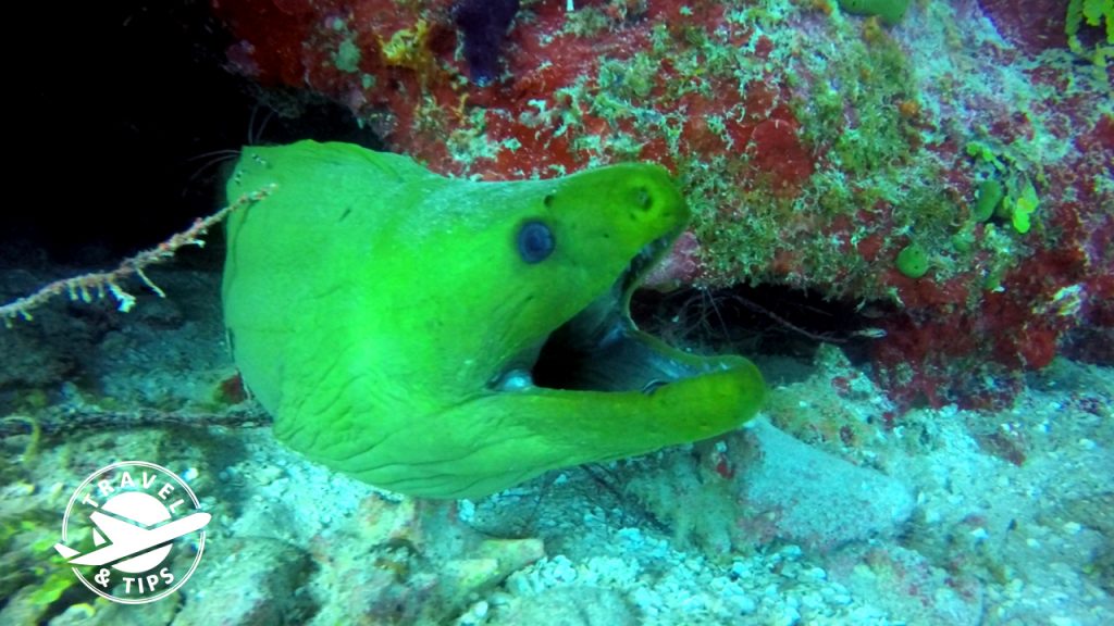 Morena gigante - Buceo en san andres