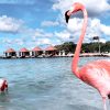 Flamingo beach aruba